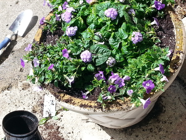 Flowers planted by volunteers