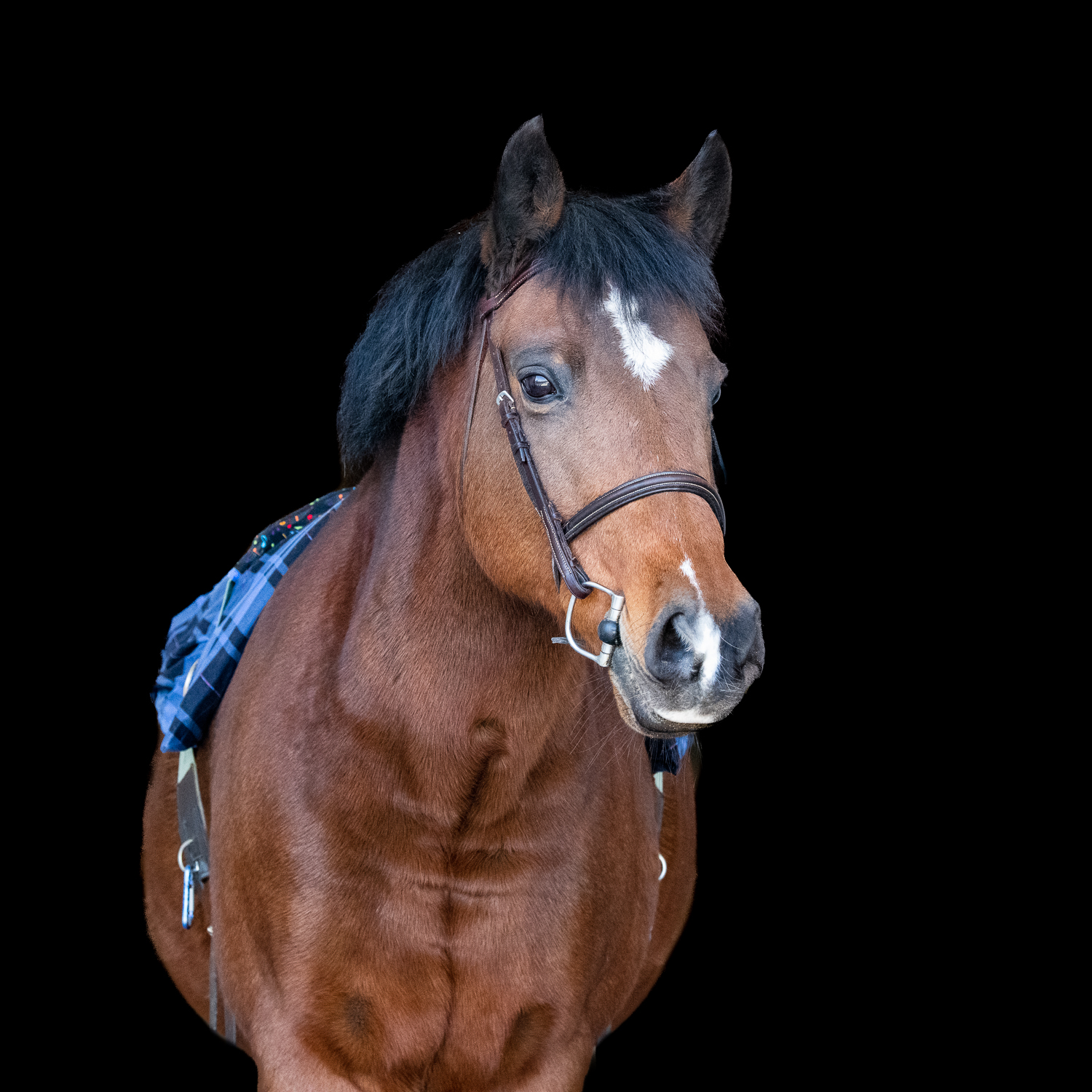 TheraplayPonyPortraits_Nov2022_Print-01