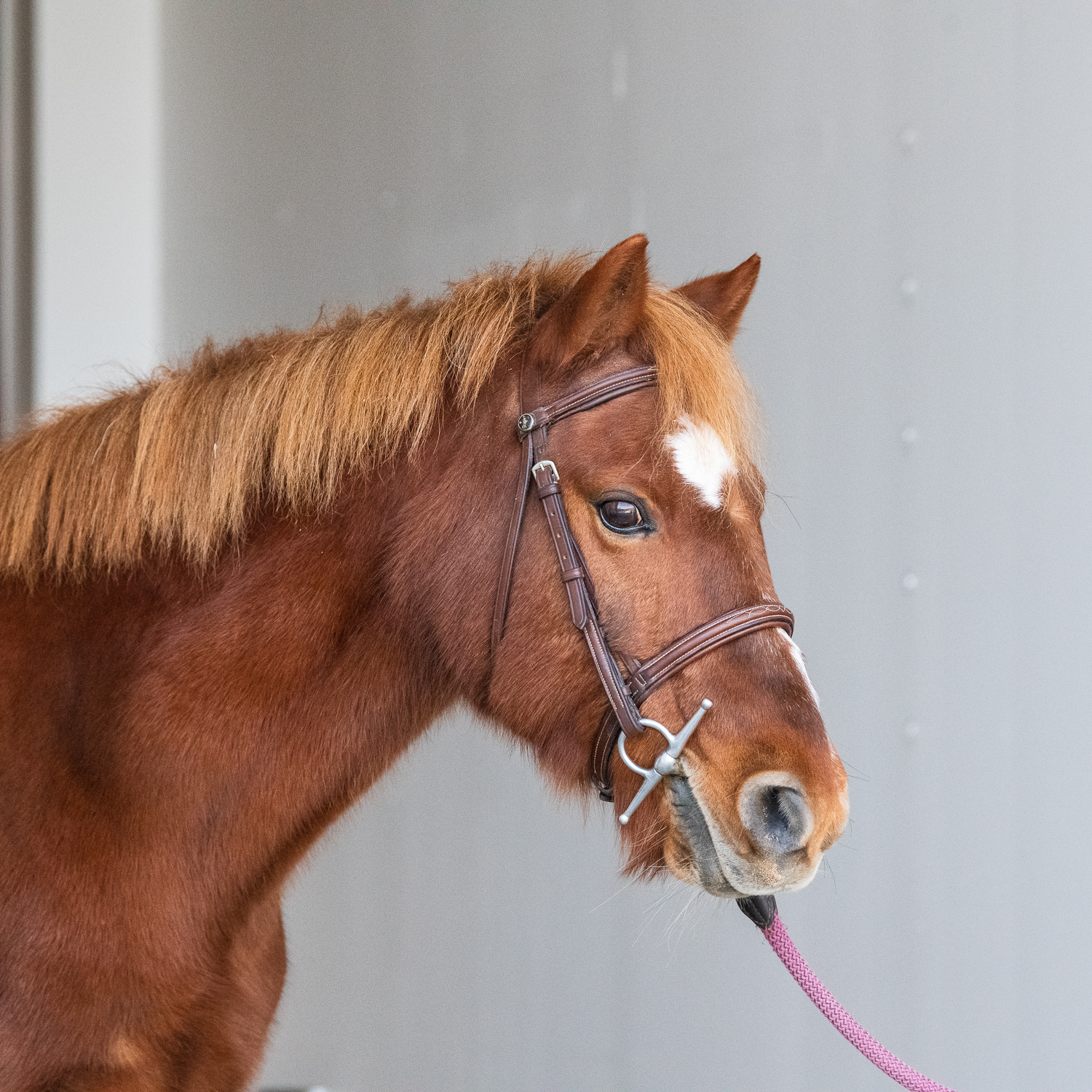TheraplayPonyPortraits_Nov2022_Print-09