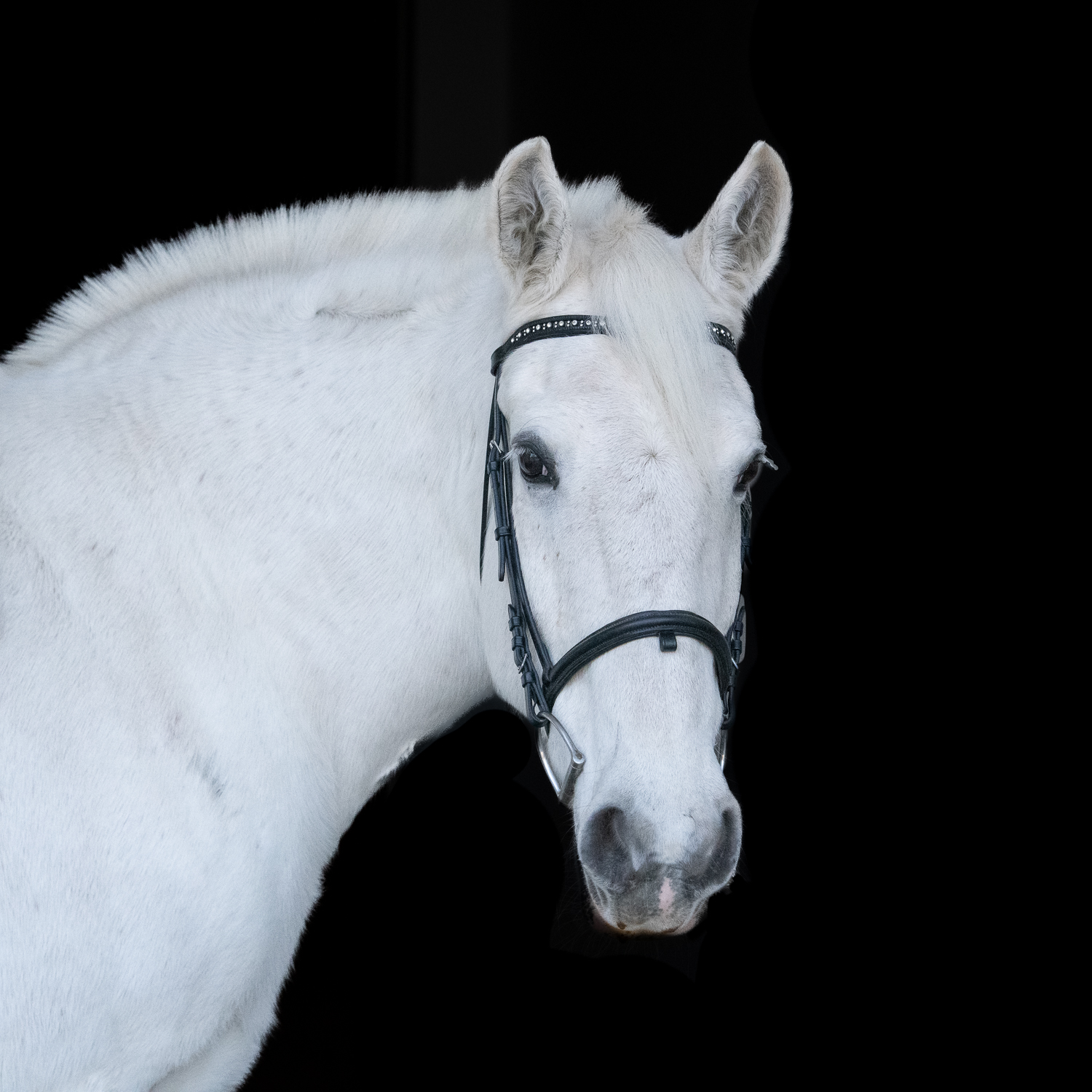 TheraplayPonyPortraits_Nov2022_Print-22